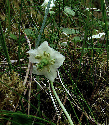 Pirole à une fleur (Moneses uniflora)