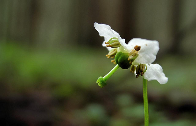 Pirole à une fleur
