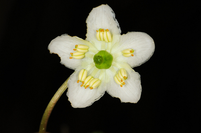 Pirole à une fleur