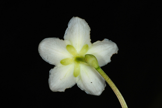Pirole à une fleur