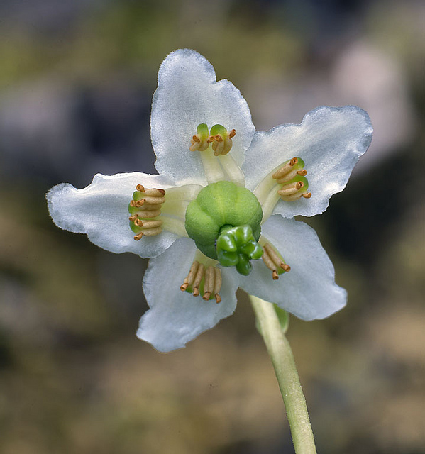 Pirole à une fleur