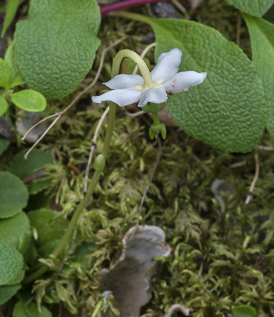 Pirole à une fleur