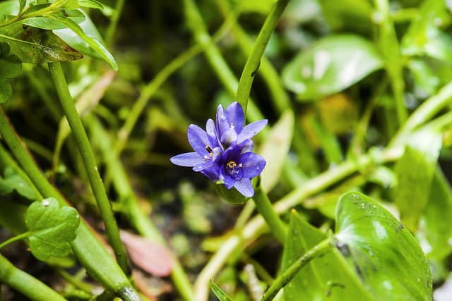 Monochoria vaginalis