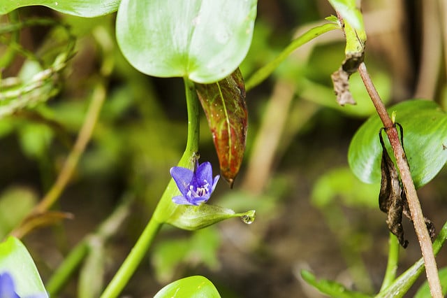 Monochoria vaginalis