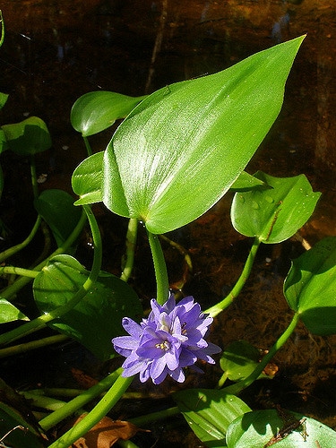 Monochoria vaginalis