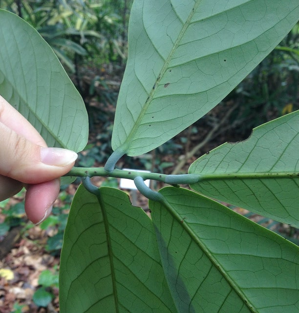Monodora myristica