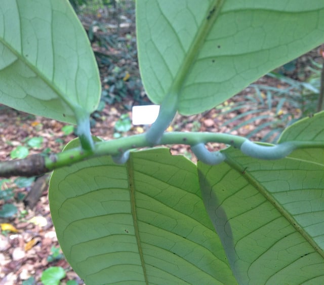 Monodora myristica