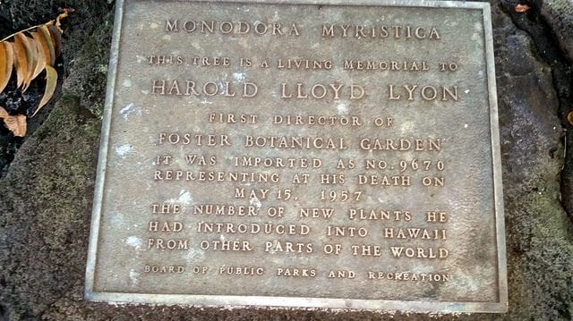 Monodora myristica