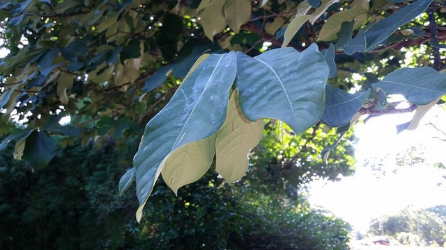 Monodora myristica (Monodora myristica)