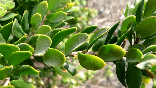 Monotoca elliptica