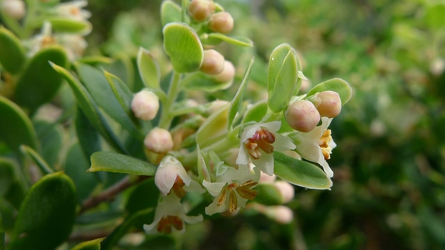 Monotoca elliptica