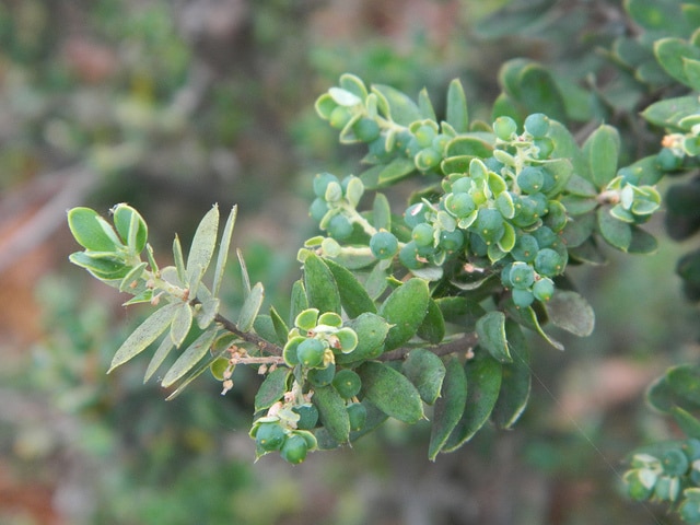 Monotoca elliptica