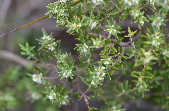 Monotoca elliptica