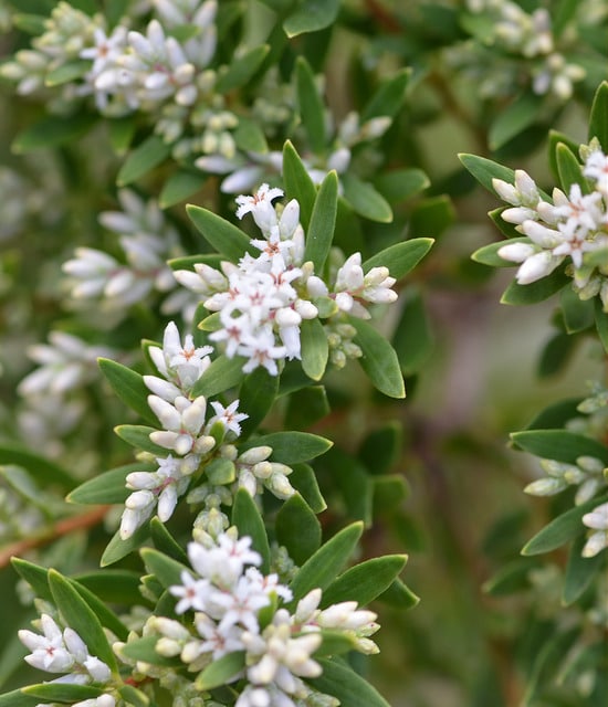 Monotoca elliptica
