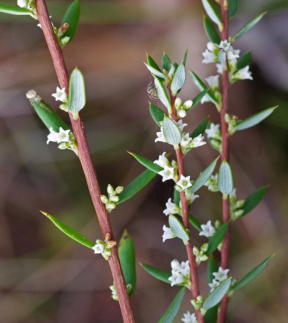 Monotoca scoparia