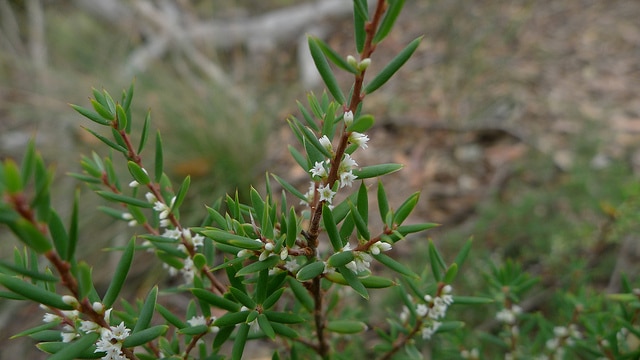 Monotoca scoparia