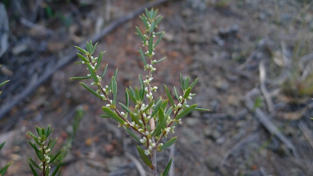 Monotoca scoparia