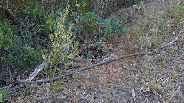 Monotoca scoparia