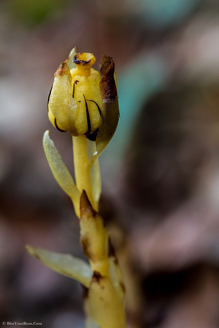 Monotrope sucepin (Monotropa hypopitys)