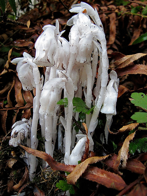 Monotrope uniflore (Monotropa uniflora)