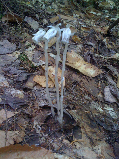 Monotrope uniflore
