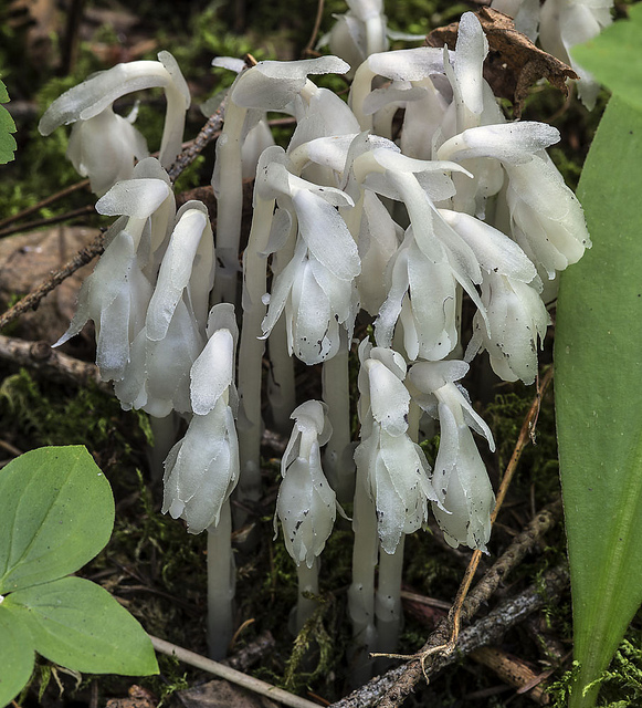 Monotrope uniflore