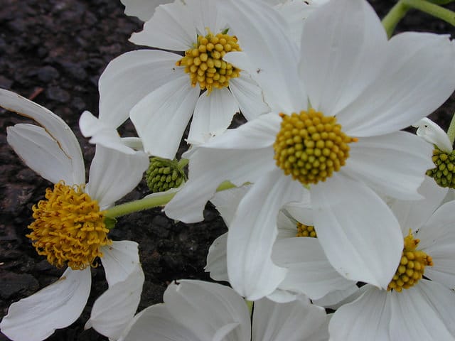 Montanoa hibiscifolia
