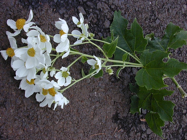 Montanoa hibiscifolia