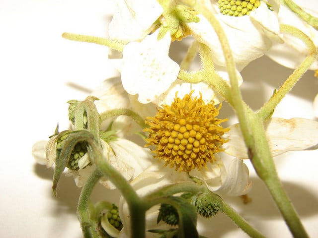 Montanoa hibiscifolia