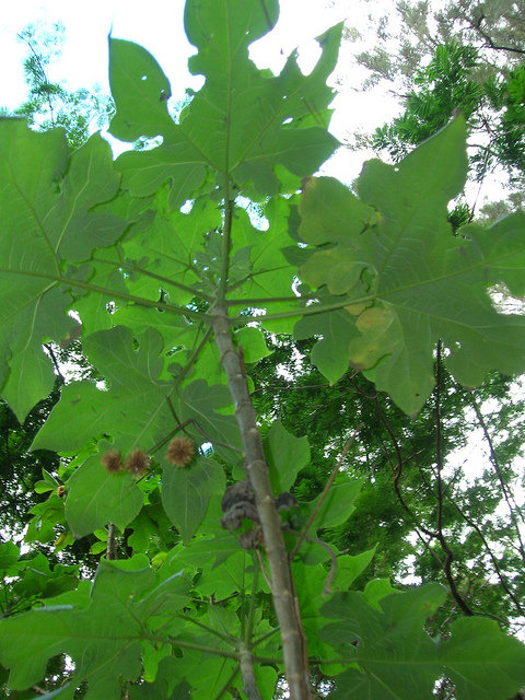 Montanoa hibiscifolia