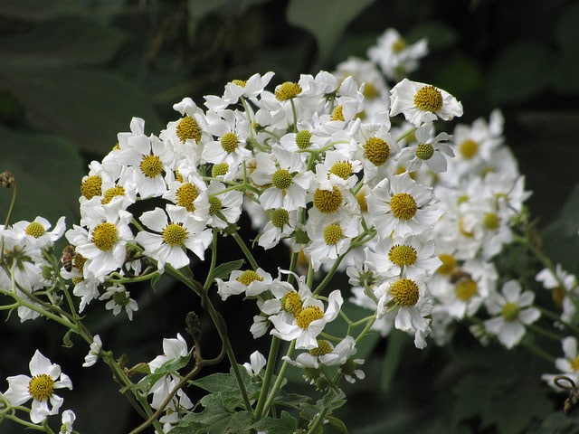 Montanoa hibiscifolia
