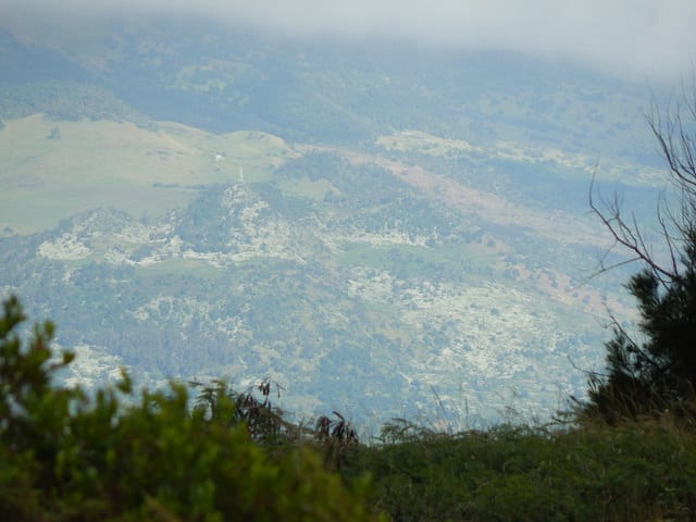 Montanoa hibiscifolia