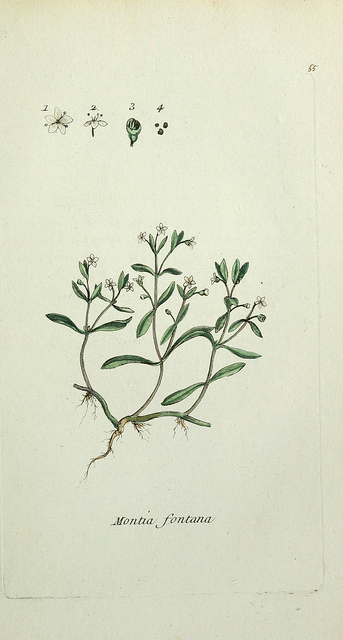 Montie des fontaines (Montia fontana)