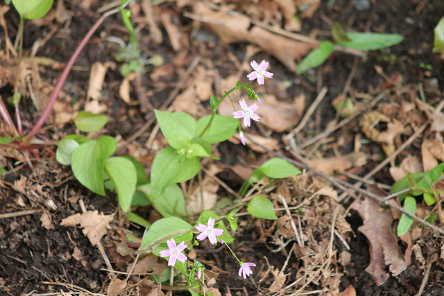 Montia sibirica