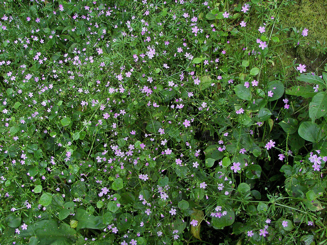 Montia sibirica