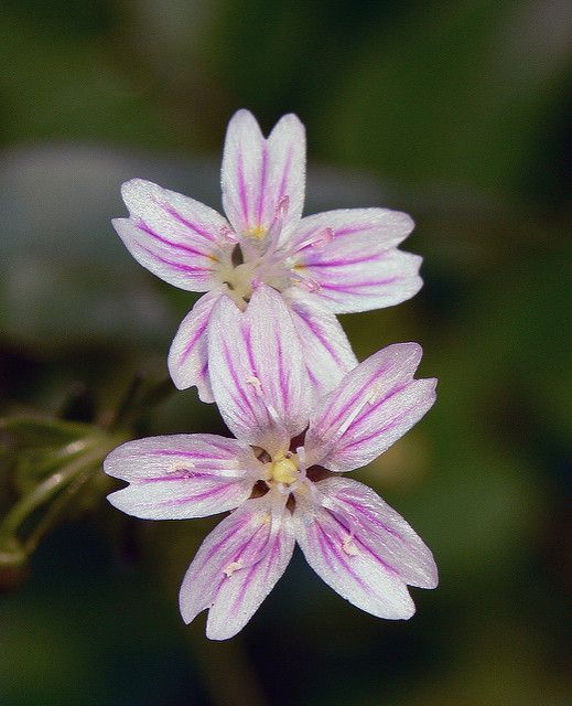 Montia sibirica