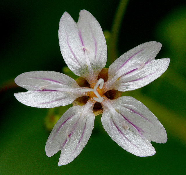 Montia sibirica