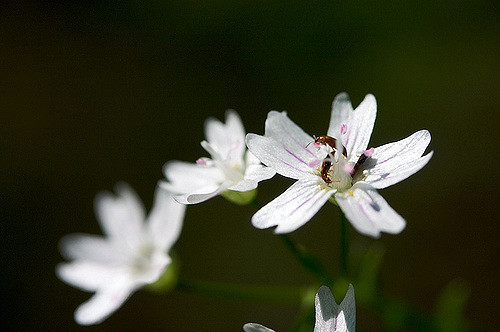 Montia sibirica
