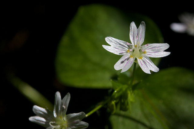 Montia sibirica (Montia sibirica)