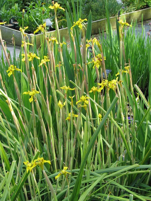 Moraea huttonii (Moraea huttonii)