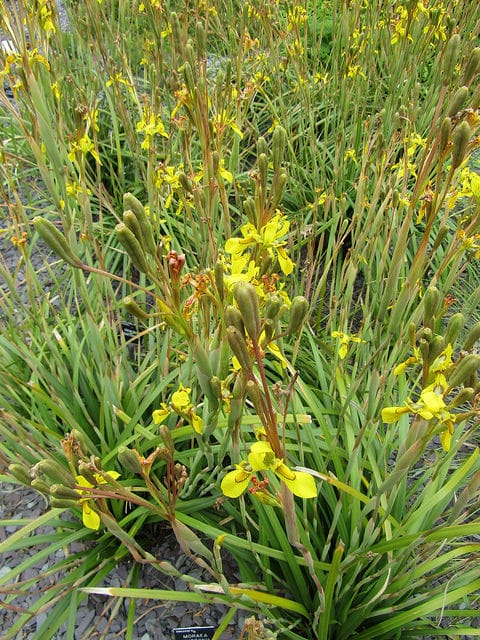 Moraea huttonii
