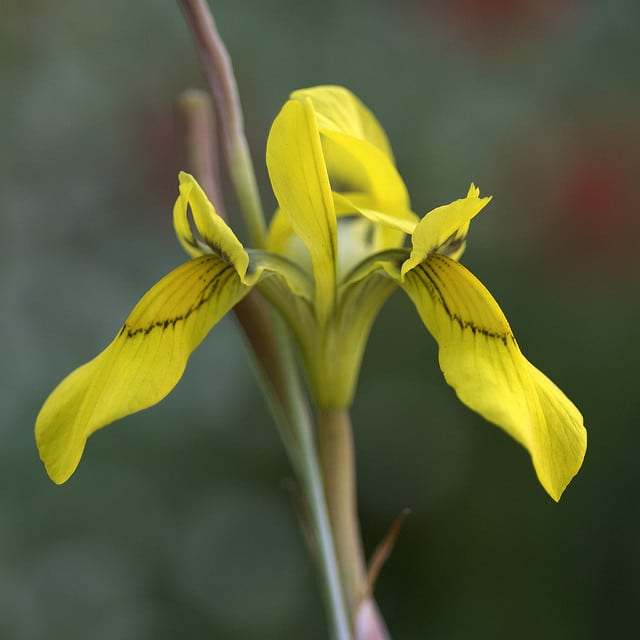 Moraea huttonii