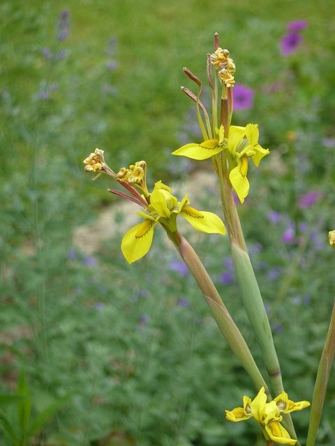 Moraea huttonii