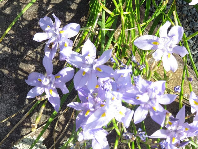Moraea polystachya