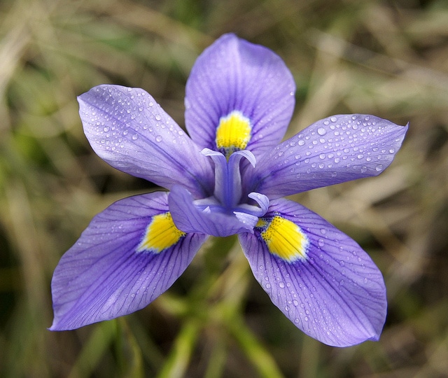 Moraea polystachya