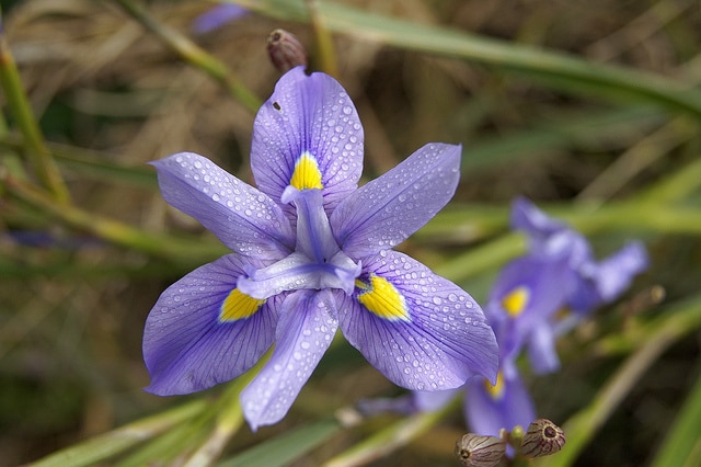 Moraea polystachya (Moraea polystachya)