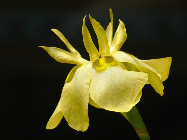 Moraea ramosissima
