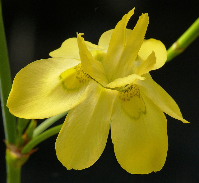 Moraea ramosissima (Moraea ramosissima)