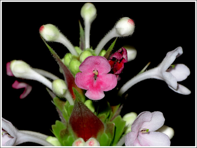 Morina longifolia (Morina longifolia)