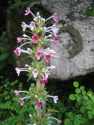Morina longifolia